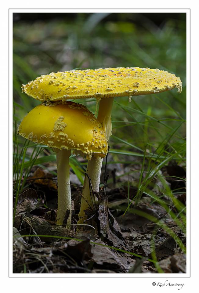 mushroom 4a.jpg